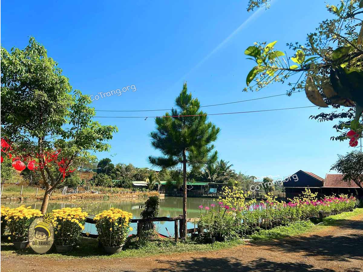 Không gian tại Cánh Đồng Farm Gia Lai (ảnh sưu tầm)