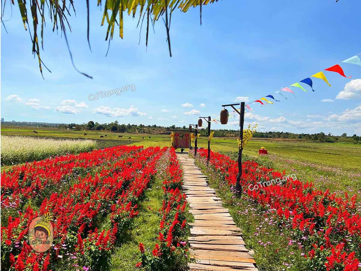 Không gian tại Cánh Đồng Farm Gia Lai (ảnh sưu tầm)