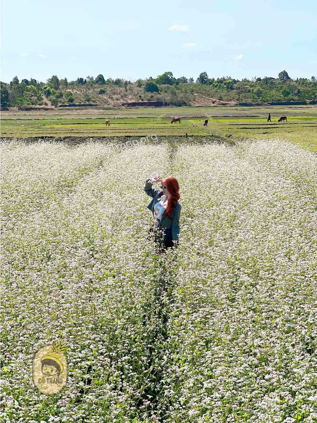 Góc checkin tại Cánh Đồng Farm Gia Lai (ảnh sưu tầm)