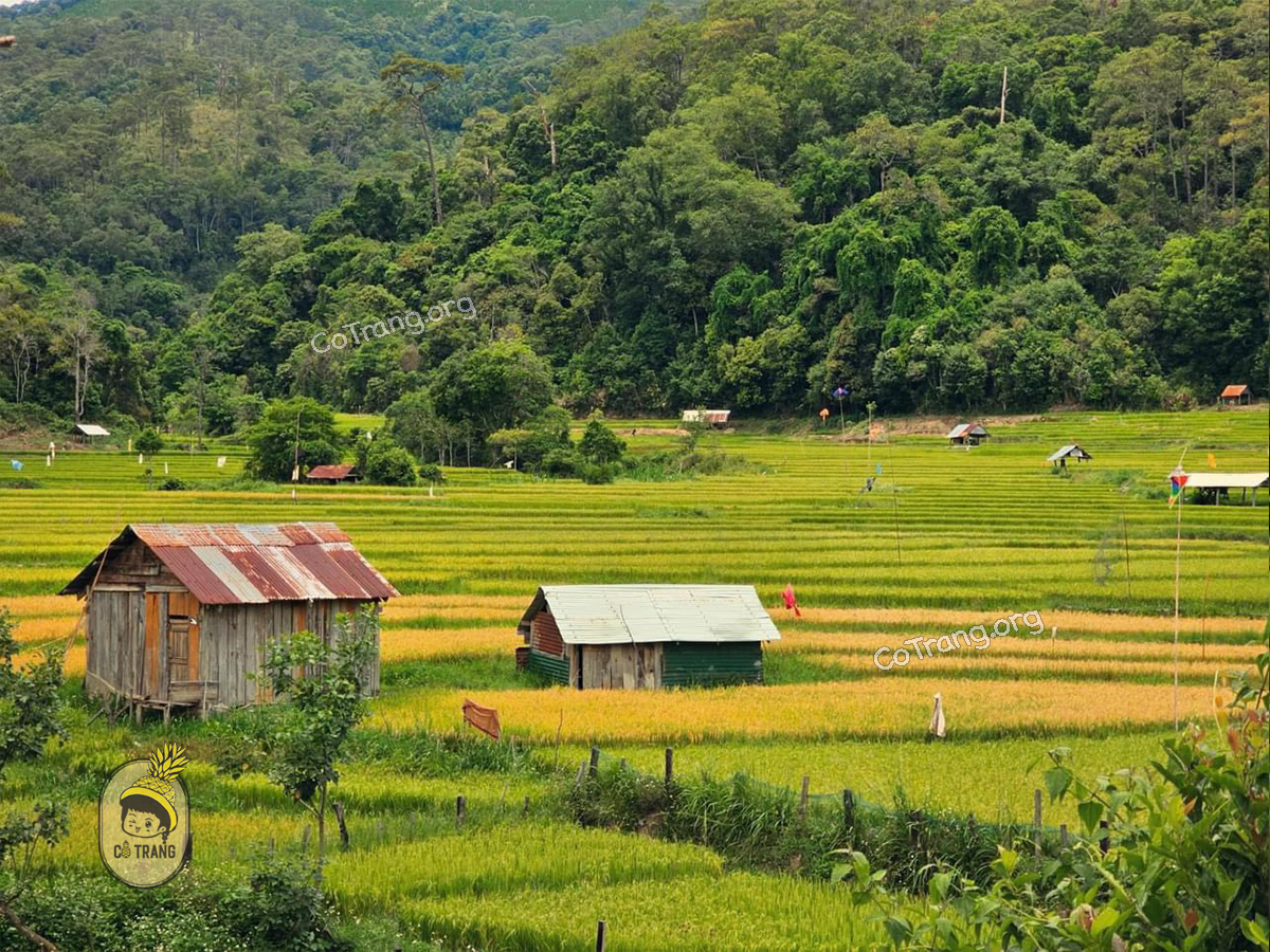 Check-in chill hết nấc tại Ruộng Bậc Thang Kon Tu Rằng Măng Đen