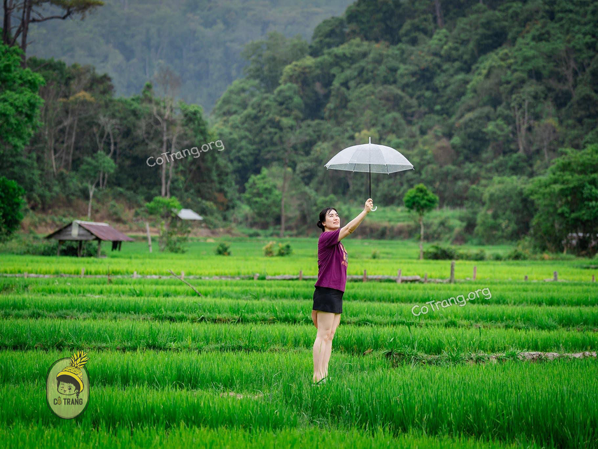 Check-in chill hết nấc tại Ruộng Bậc Thang Kon Tu Rằng Măng Đen
