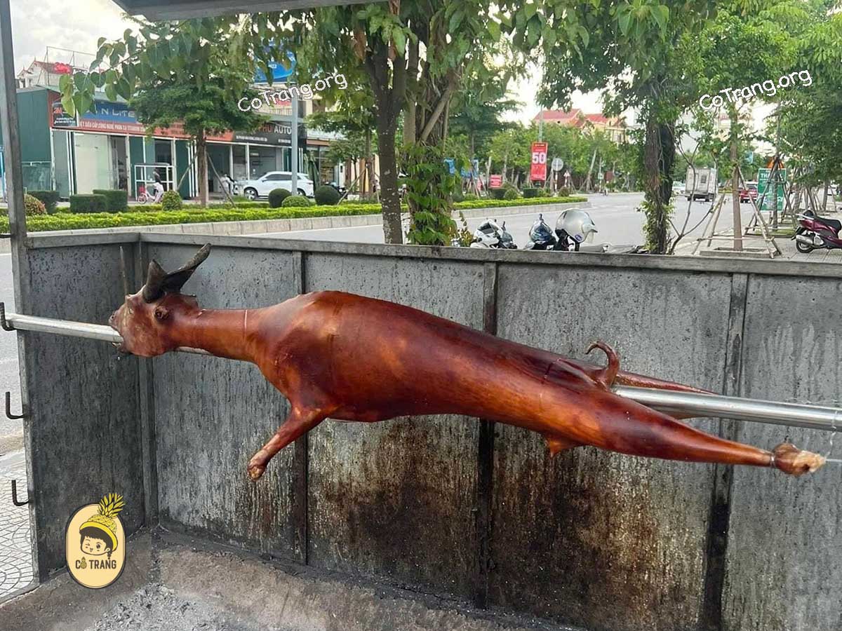 Dê Cụ Quán - 69 Phạm Văn Đồng, Đồng Hới, Quảng Trị (Quảng Bình cũ)