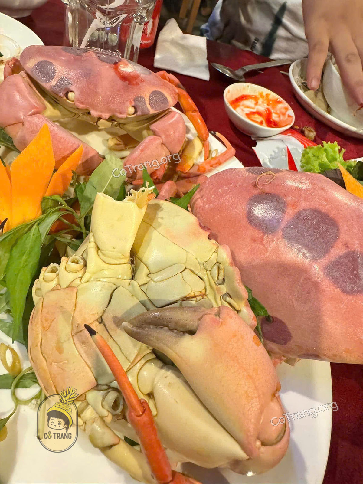 Cua Mặt Trăng Phú Quý – Đặc sản tươi ngon quý hiếm trên đảo
