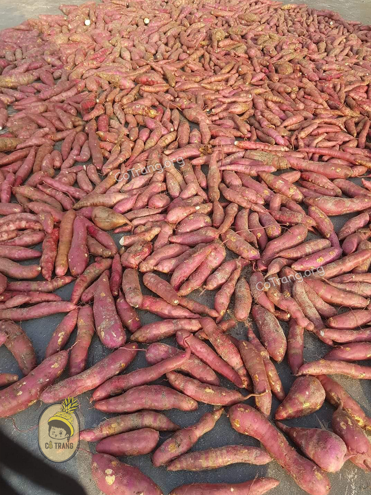 Hình ảnh thực tế Khoai Deo Quảng Bình