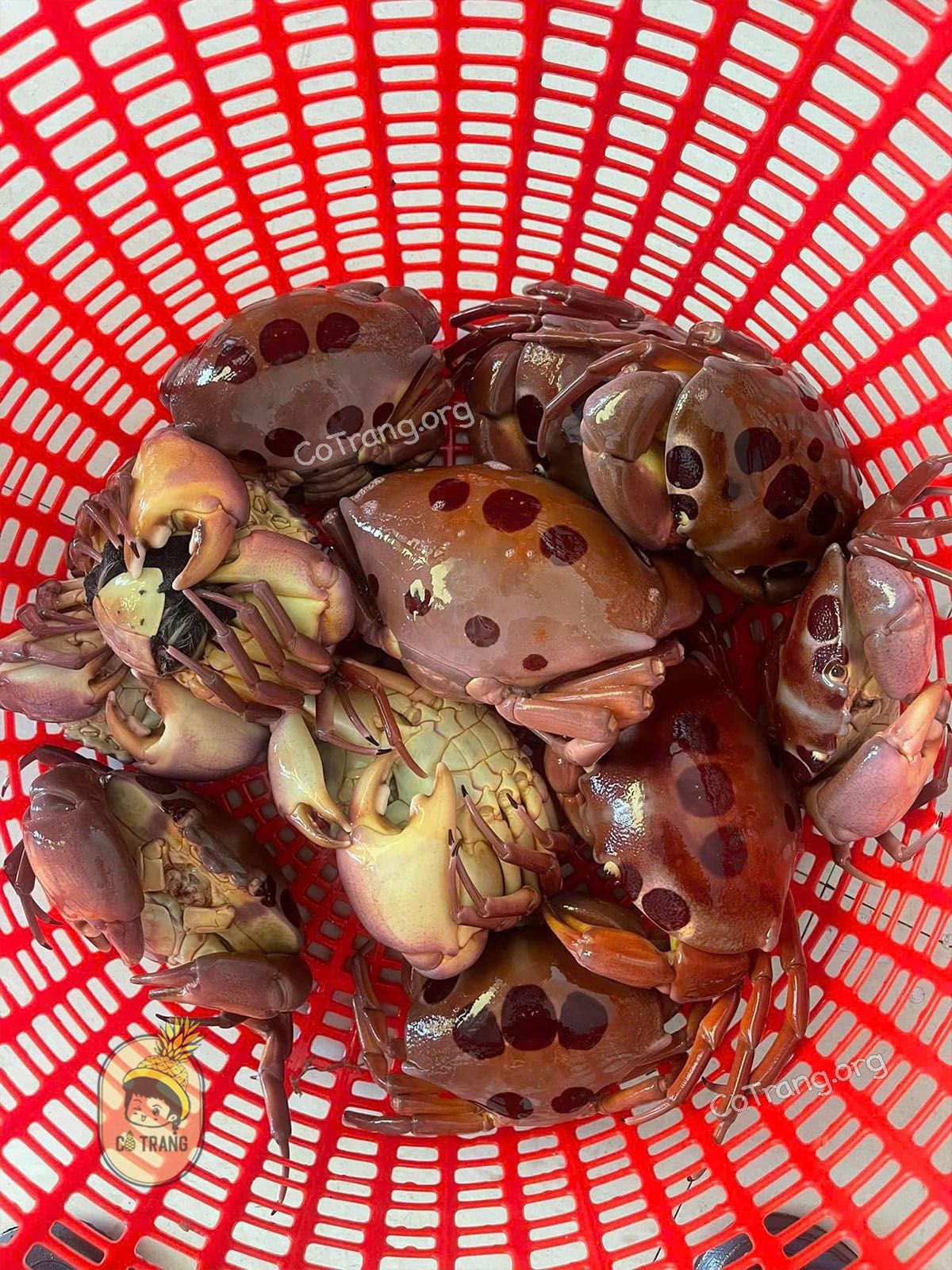 Hình ảnh thực tế Cua Mặt Trăng