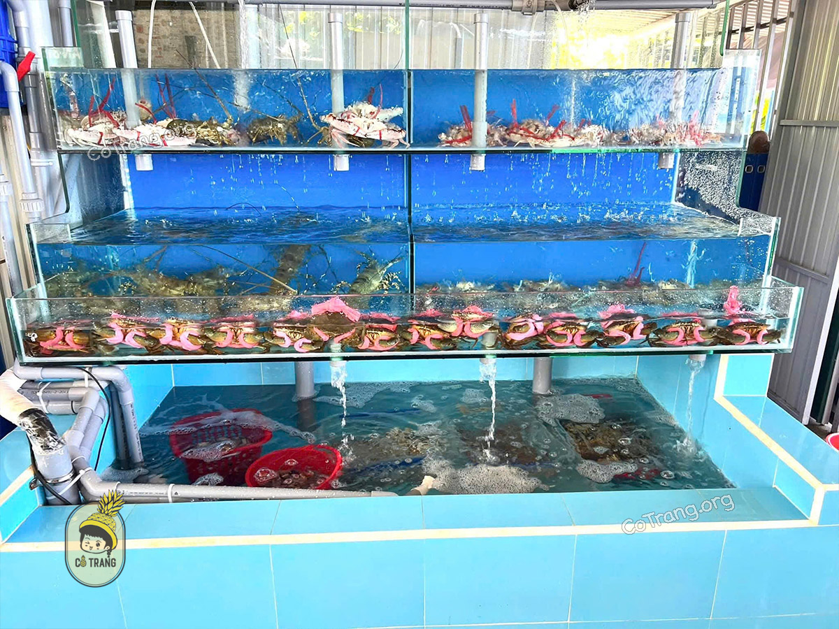 Quán Hải Đăng - Thưởng thức hải sản tươi sống ngon view biển Nhật Lệ, menu, review