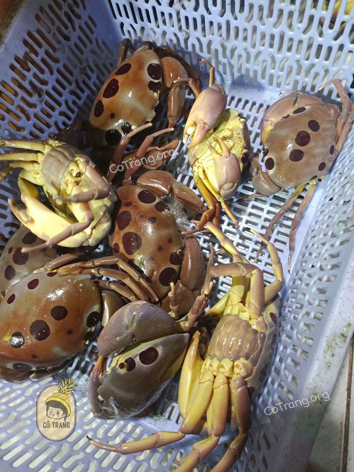 Hình ảnh thực tế Cua Mặt Trăng