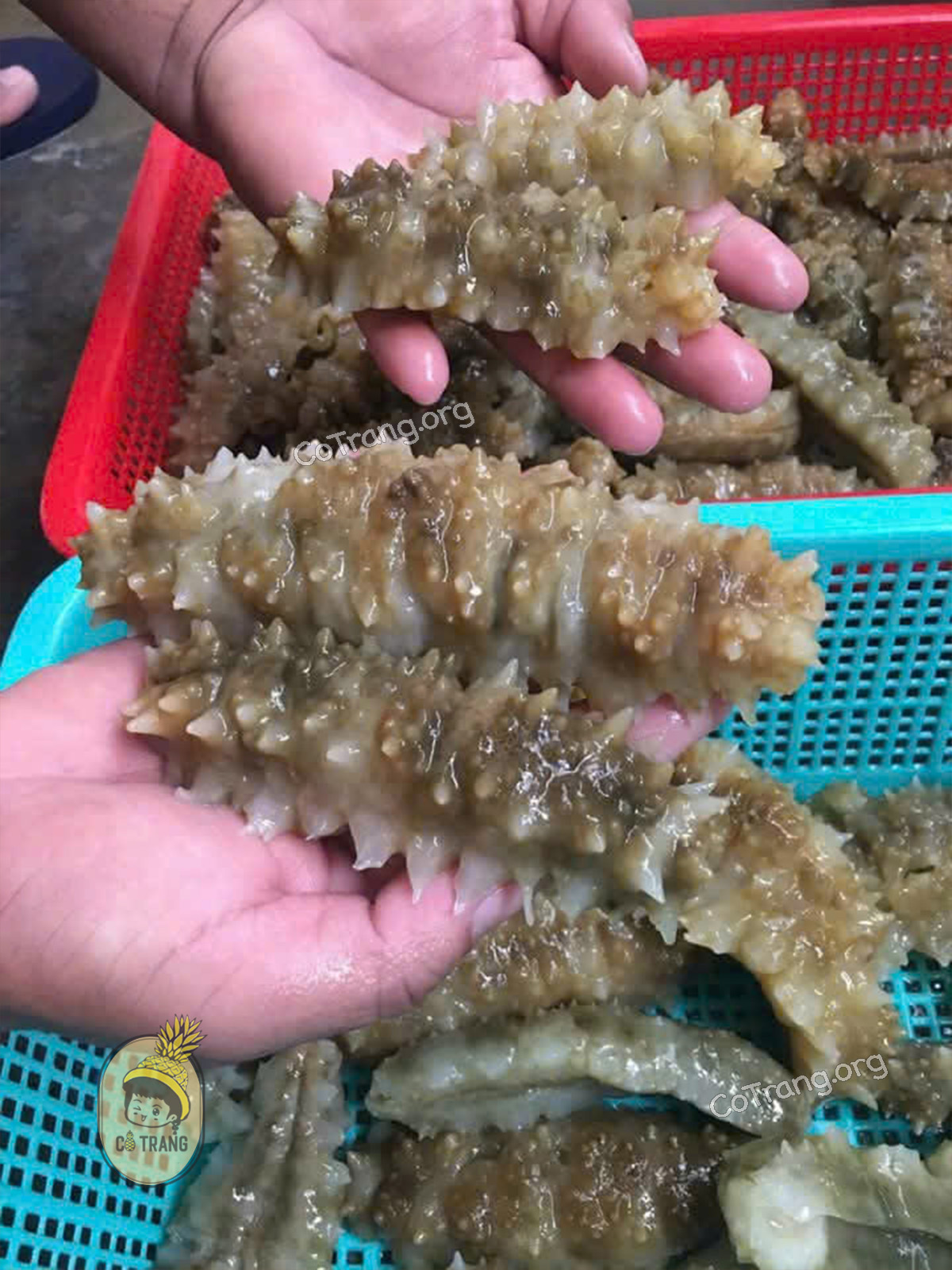Hình ảnh thực tế Hải Sâm Phú Quý