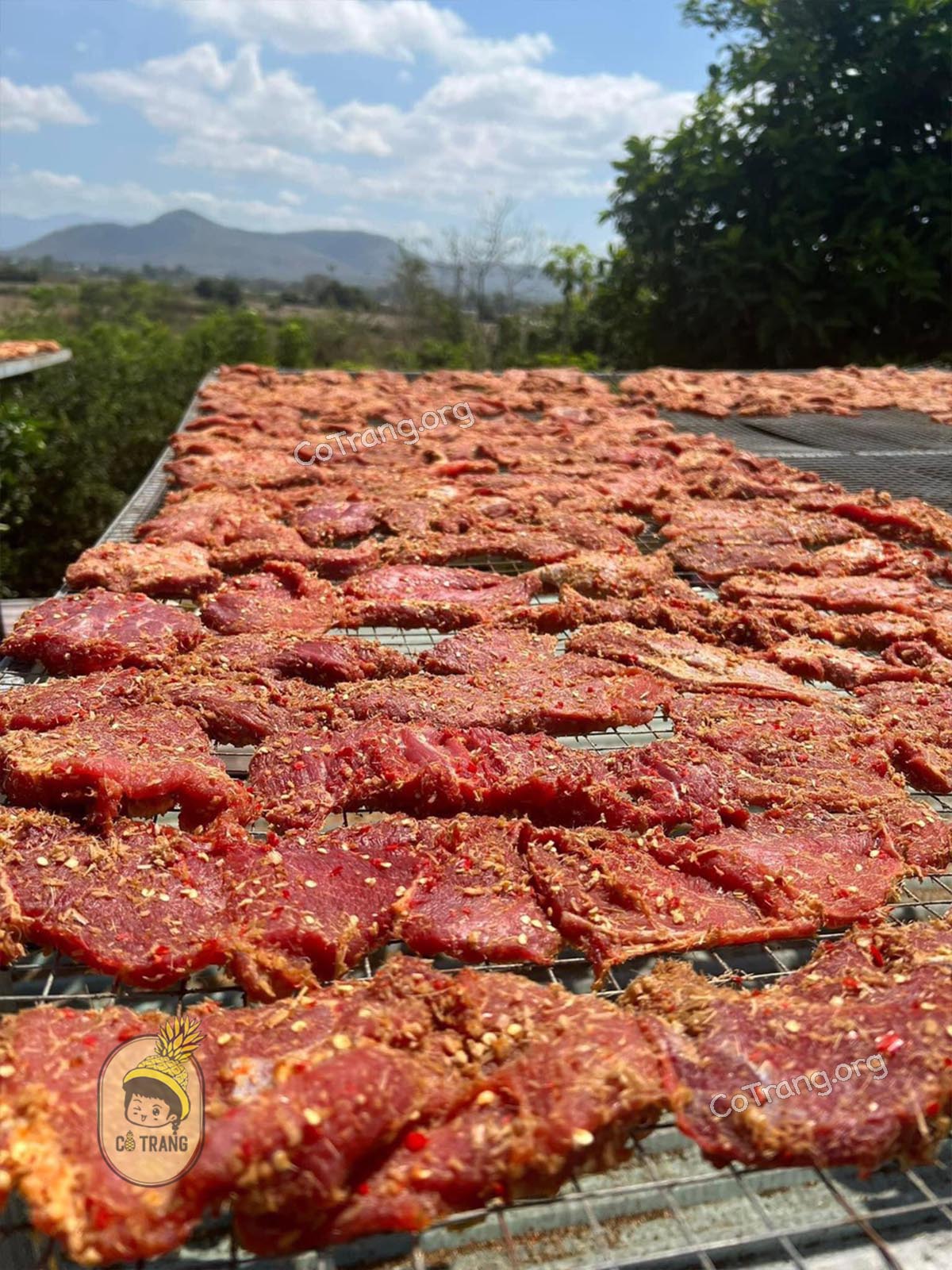 Hình ảnh Bò Một Nắng Gia Lai