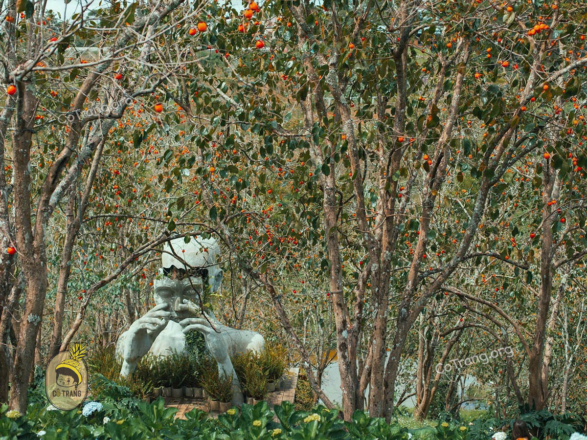 Vườn Hồng Nhà TOM - QL20, Xuân Trường