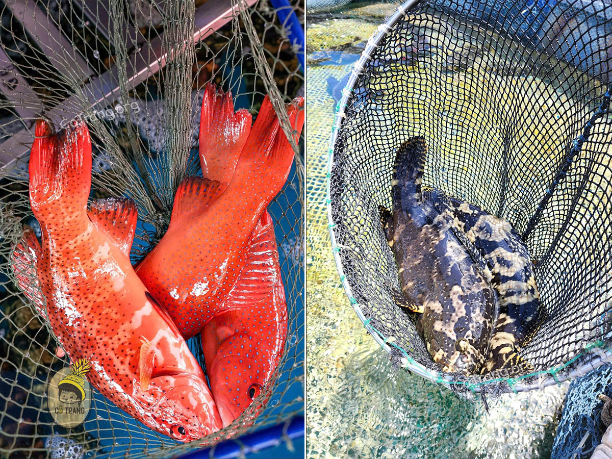 Hình ảnh thực tế Cá Mú