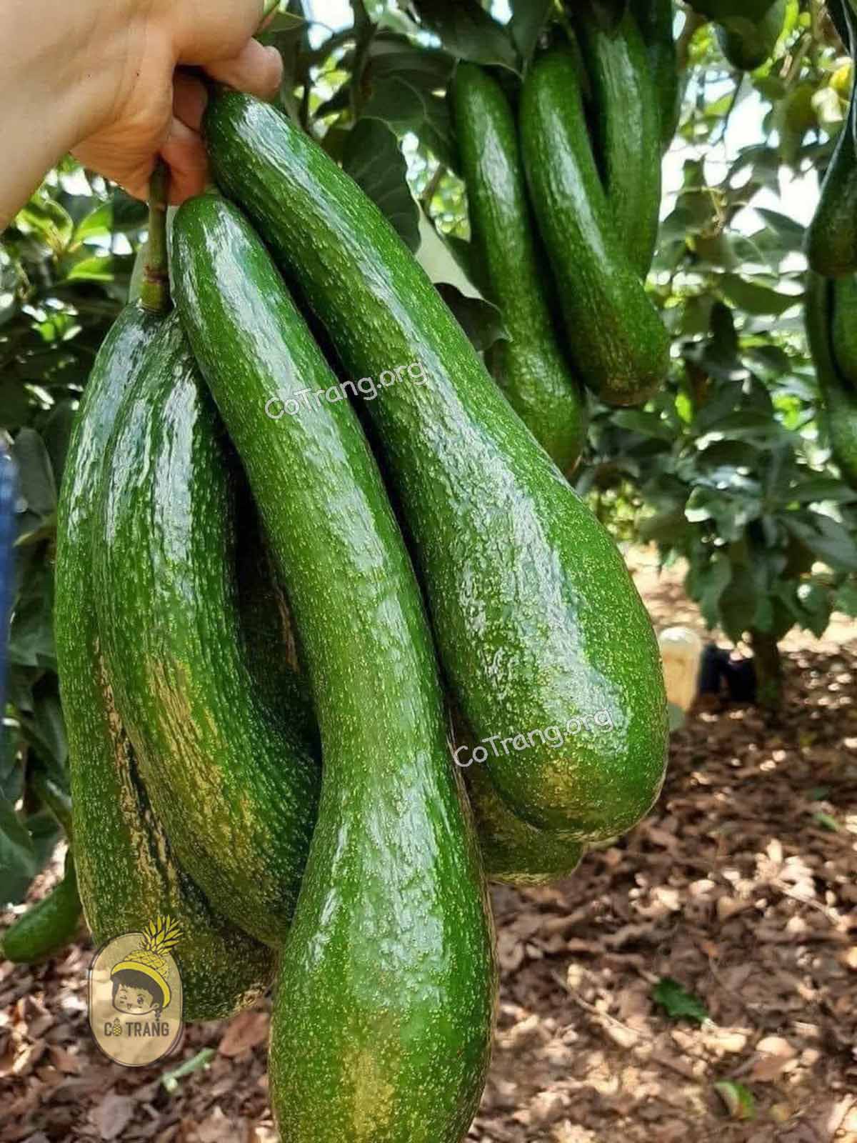 Hình ảnh thực tế Kem Bơ Đà Nẵng