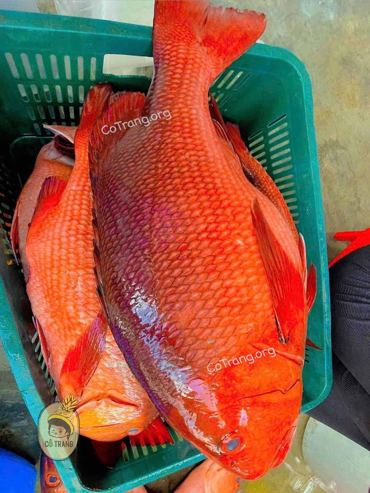 Menu thức ăn tại Hải Sản Quán 108 Phú Quý