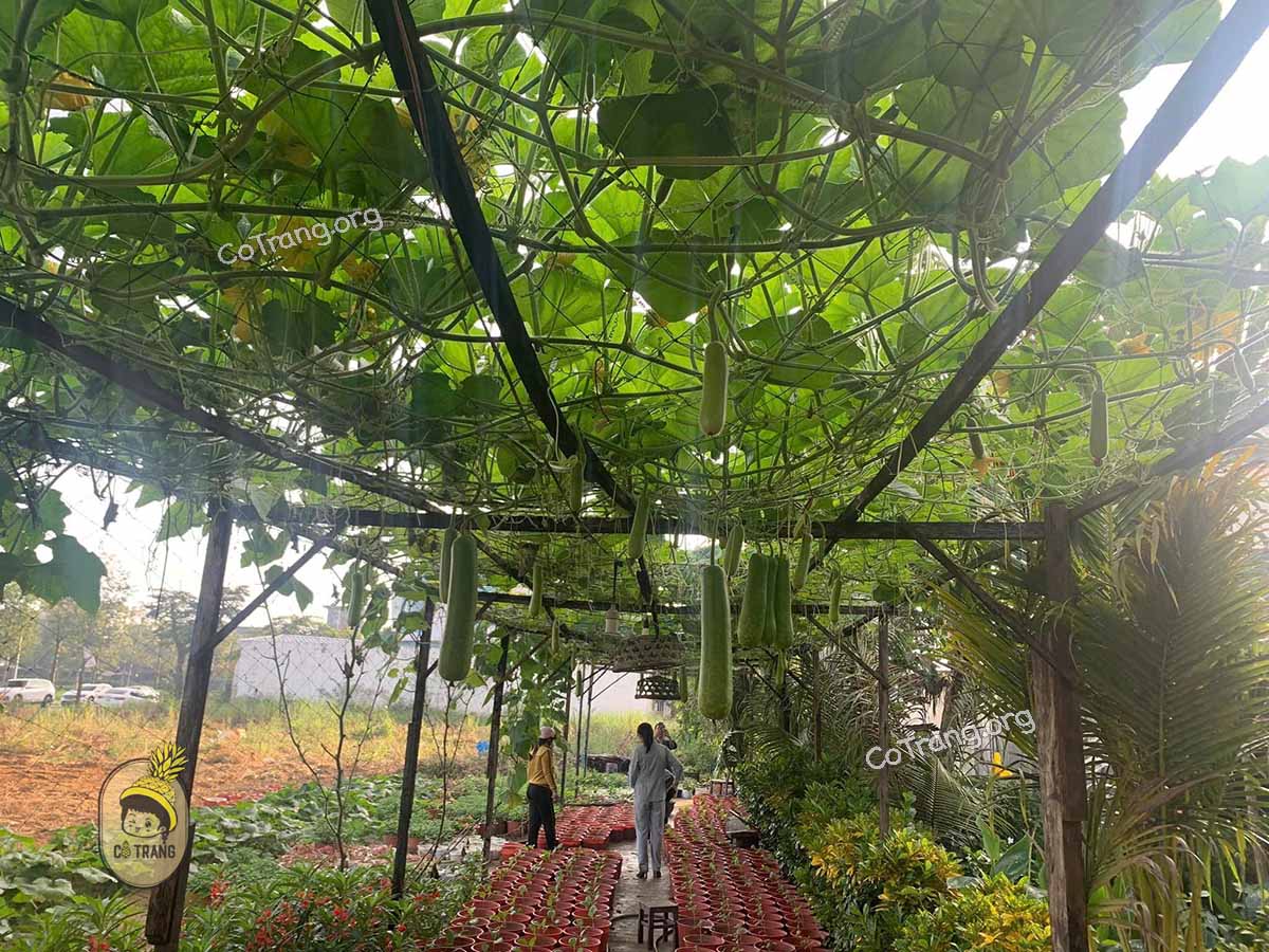 Không gian thực tế tại Cafe Lão Gia Quảng Ngãi 
