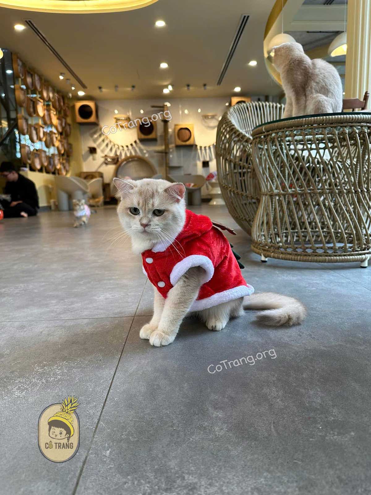 Không gian thực tế tại Catffee Đà Nẵng 