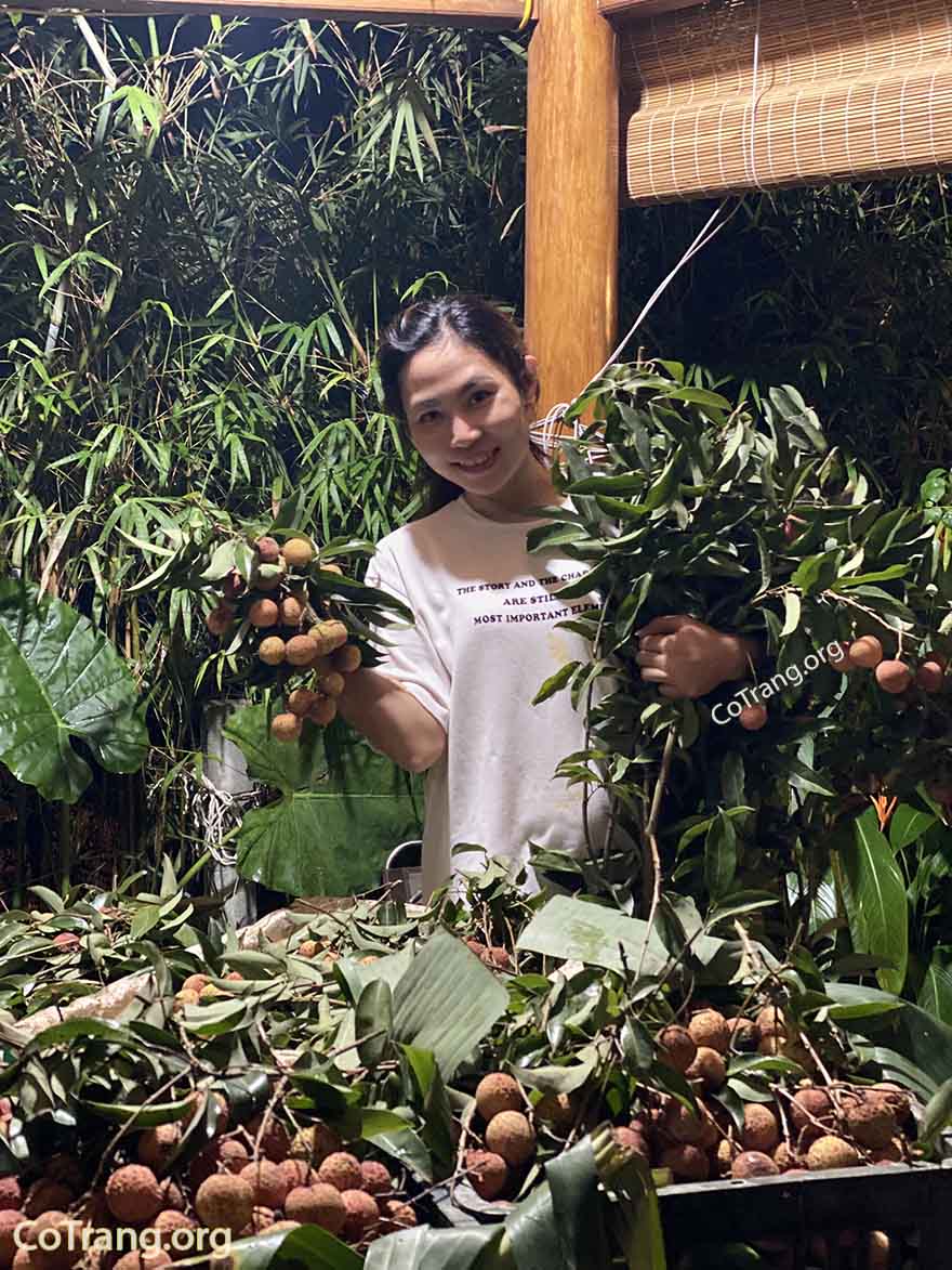 vải thiều quảng bình